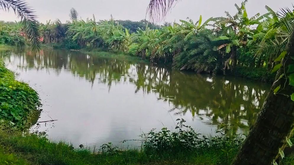 জামায়াত নেতার ঘের থেকে মাছ লুটের অভিযোগ