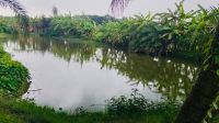 জামায়াত নেতার ঘের থেকে মাছ লুটের অভিযোগ
