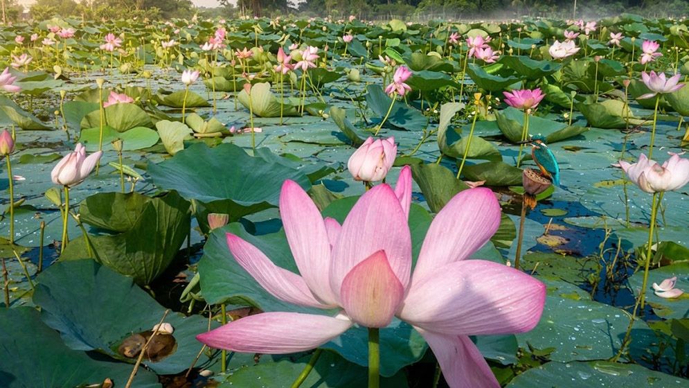 চাকিরপশার বিলের পদ্ম ফুল, পানির বুকজুড়ে কেউ যেন রঙের চাদর