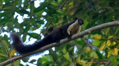 রেমা-কালেঙ্গার গহিন বনে ‘দৈত্য’ কাঠবিড়ালি, মুগ্ধ প্রকৃতিপ্রেমীরা