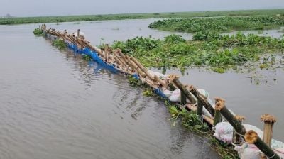 চলনবিলে হুমকির মুখে দেশীয় মাছ ও জীববৈচিত্র্য