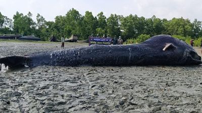 তালতলীর নদীতে ৩২ ফুটের মৃত তিমি