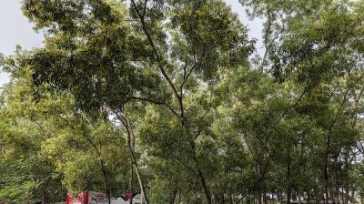 নিষিদ্ধ একাশিয়া-ঝাউ গাছে হুমকির মুখে নোবিপ্রবির জীববৈচিত্র্য
