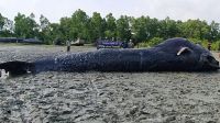 তালতলীর নদীতে ৩২ ফুটের মৃত তিমি
