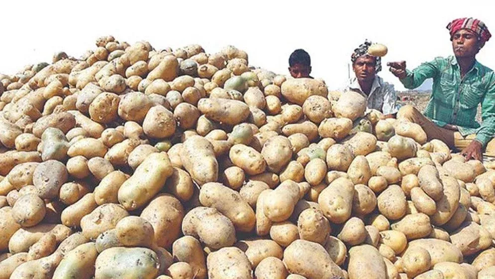 শ্রীলংকায় আলু রপ্তানির সম্ভাবনা
