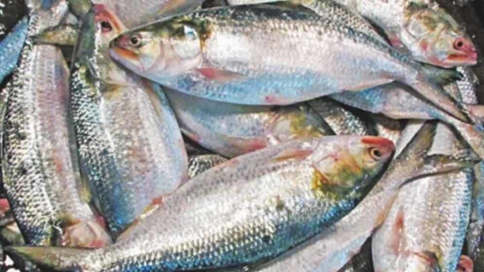 দুর্গাপূজায় পদ্মার ইলিশ চায় ভারত