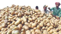 শ্রীলংকায় আলু রপ্তানির সম্ভাবনা