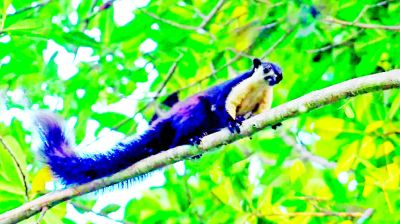 ‘দৈত্য’ কাঠবিড়ালীতে মুগ্ধ প্রকৃতিপ্রেমীরা