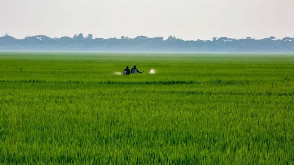 সারের সংকট কাটাতে ন্যানো ফার্টিলাইজার কতটা কার্যকর