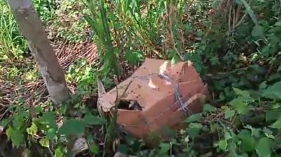 মধুখালীতে তিন কার্টনভর্তি ছয় টুকরো লাশ উদ্ধার