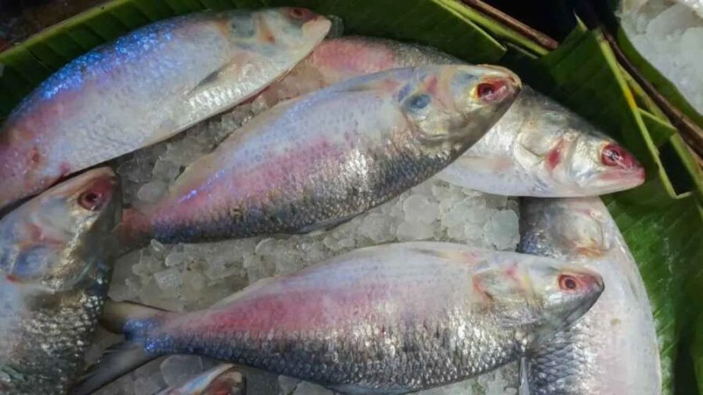 পদ্মা আর গুজরাটের ইলিশের পার্থক্য বুঝবেন যেভাবে