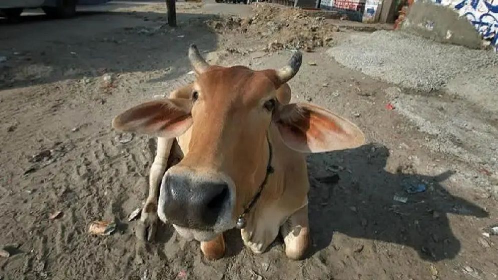 ভারতে গরুর সঙ্গে সঙ্গম, বিপাকে যুবক