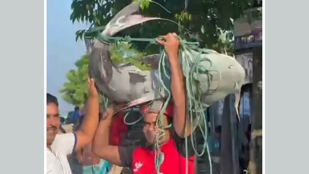 পদ্মার সাড়ে ২৯ কেজির বাঘাইড় ৬৫ হাজার টাকায় বিক্রি