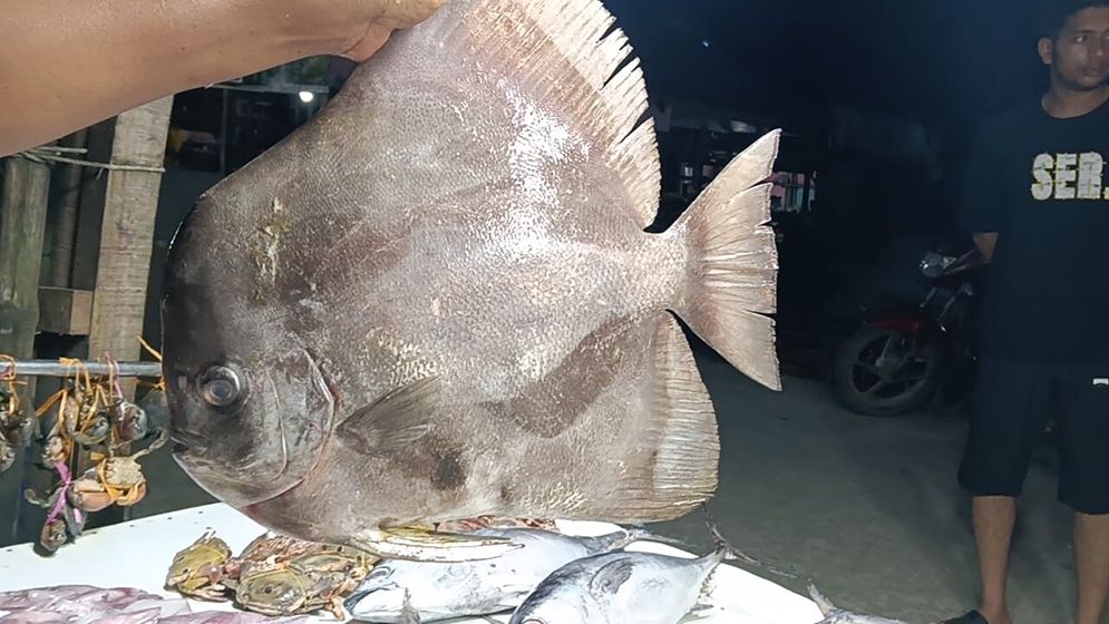 জেলের জালে বিরল ‘কিং চান্দা’