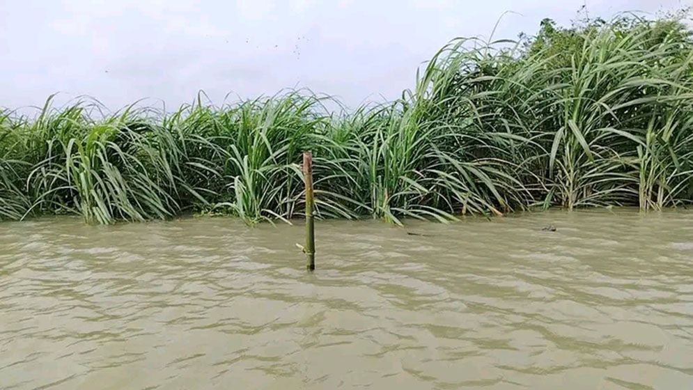 লালপুরে পদ্মার পানি বৃদ্ধি, প্লাবিত ১৫ চরাঞ্চল