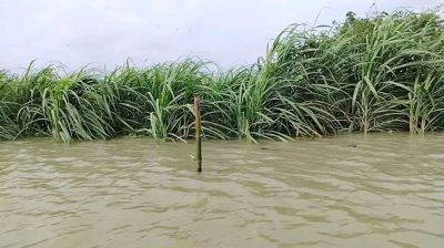 লালপুরে পদ্মার পানি বৃদ্ধি, প্লাবিত ১৫ চরাঞ্চল