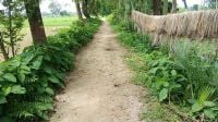 রাস্তা নির্মাণে দুই লাখ টাকার বরাদ্দ, মাটি-আগাছা কেটে কাজ শেষের অভিযোগ