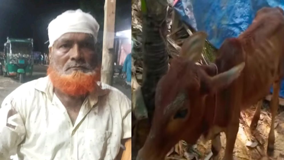 বিএনপি নেতার গোয়ালঘরে মিলল চোরাই গরু, অতঃপর...