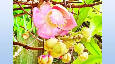 দেড়শ বছরের নাগলিঙ্গম গাছ ছড়াচ্ছে সৌরভ