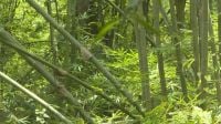 বিশ্ব বাঁশ দিবস আজ