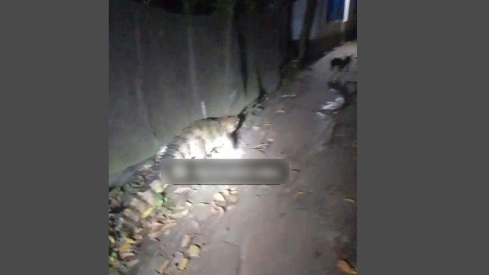 বন্দরে লোকালয়ের ঘুরে বেড়াচ্ছে বিশাল কুমির, আতঙ্কিত এলাকাবাসী