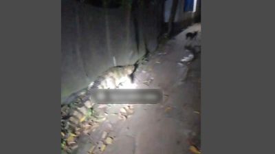 বন্দরে লোকালয়ের ঘুরে বেড়াচ্ছে বিশাল কুমির, আতঙ্কিত এলাকাবাসী