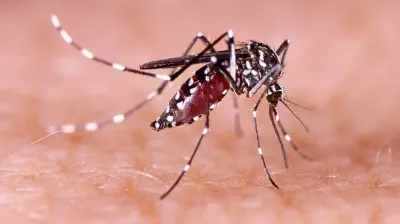 ডেঙ্গুতে আরও ৬ জনের মৃত্যু, হাসপাতালে ভর্তি ১৬৫৫