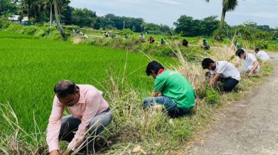 কুমিল্লায় বজ্রপাত প্রতিরোধে ৫ হাজার তালবীজ রোপণ
