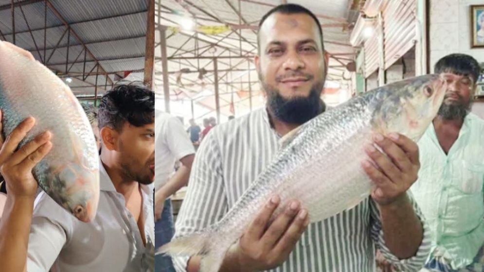 এক ইলিশের দাম ১১ হাজার টাকা
