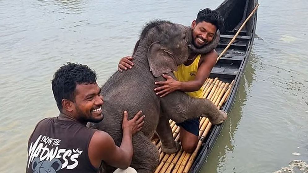 তিস্তায় ভেসে যাওয়া হাতিশাবক উদ্ধার, ফিরে পেল মায়ের কোল