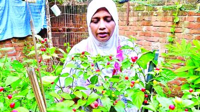 কুমিল্লায় ‘চারাপিতা’