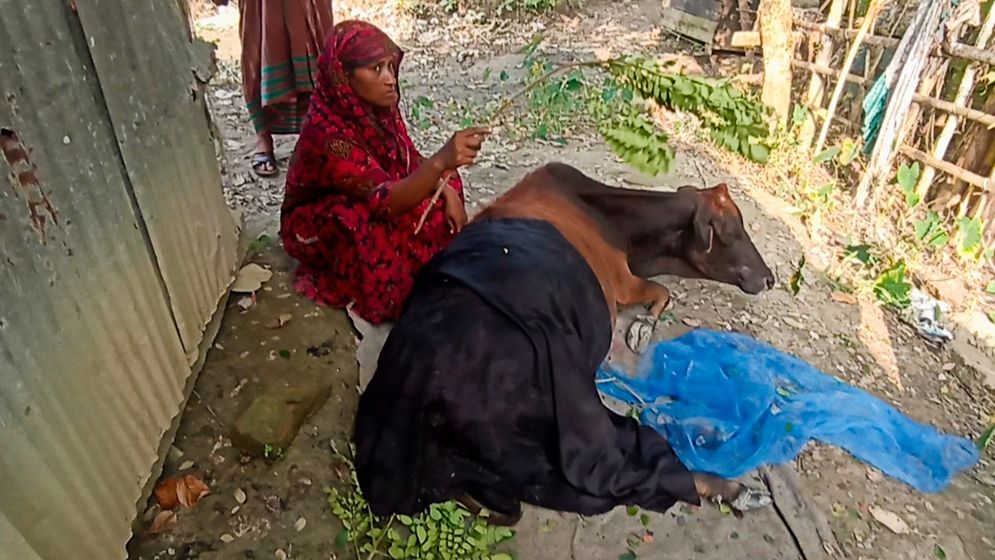 বলেশ্বর নদীতে গরু নিয়ে কুমির ও মানুষের লড়াই, জিতল কে