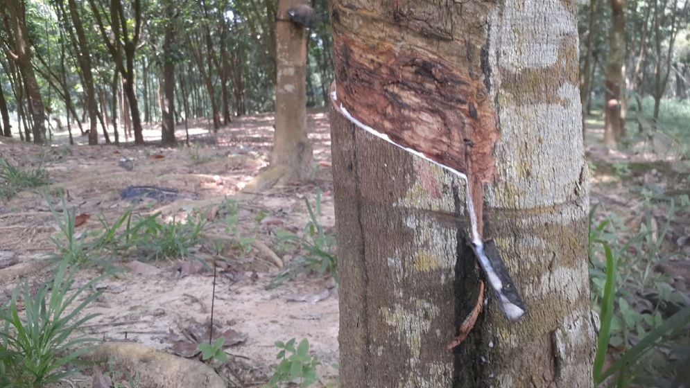 সবুজের ছায়ায় রাবার বাগান