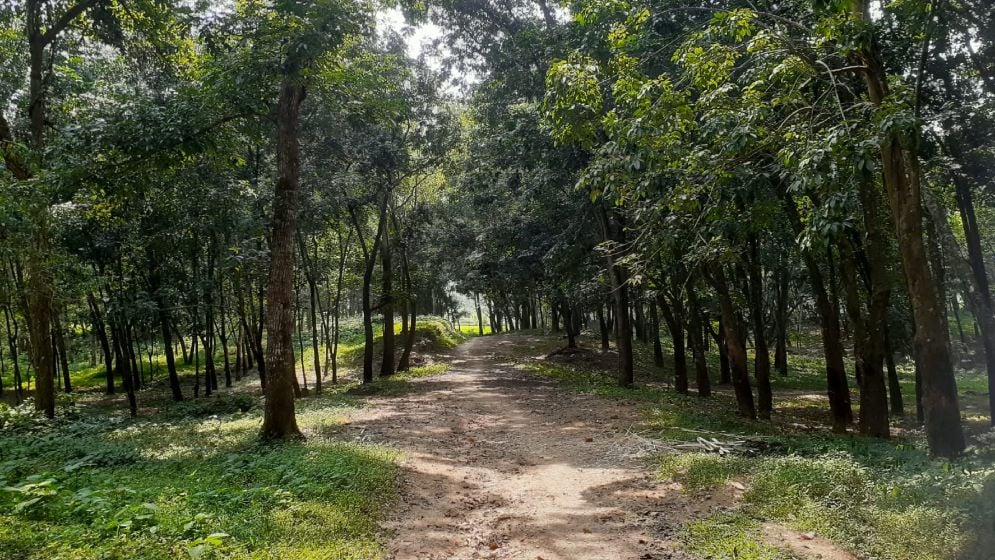 সবুজের ছায়ায় রাবার বাগান