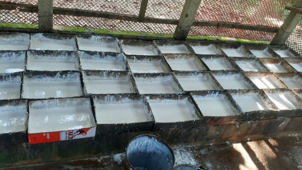 সবুজের ছায়ায় রাবার বাগান