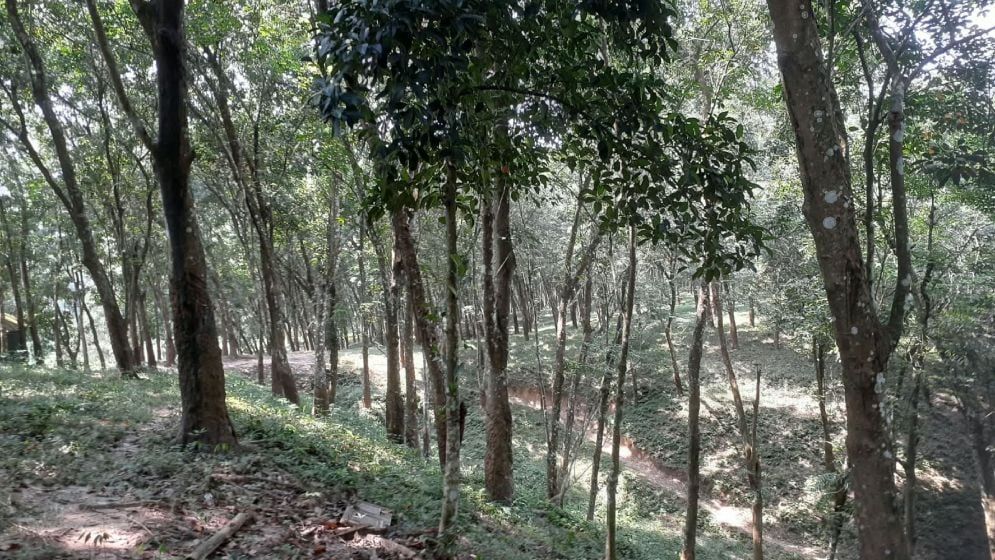 সবুজের ছায়ায় রাবার বাগান