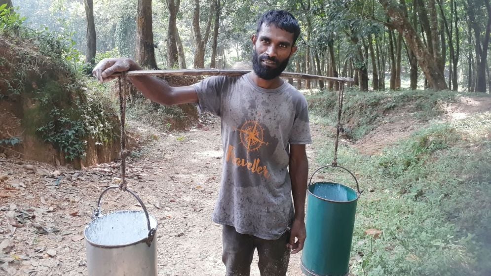 সবুজের ছায়ায় রাবার বাগান