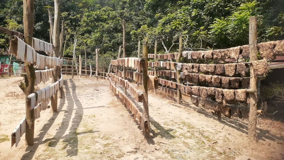 সবুজের ছায়ায় রাবার বাগান