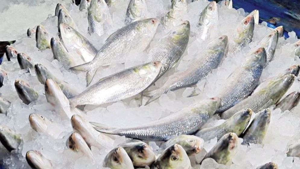 ভারতে ইলিশ রপ্তানি বন্ধে লিগ্যাল নোটিশ