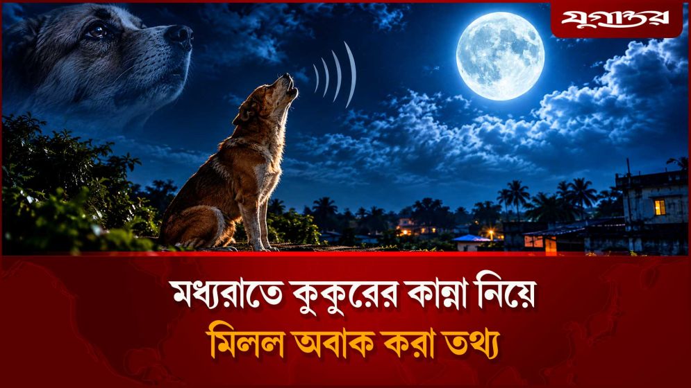 মাঝরাতে আকাশের দিকে মুখ করে কুকুর কাঁদে কেন?
