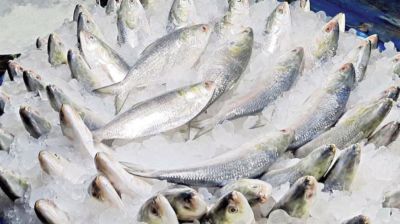 ভারতে ইলিশ রপ্তানি বন্ধে লিগ্যাল নোটিশ