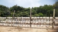 সবুজের ছায়ায় রাবার বাগান