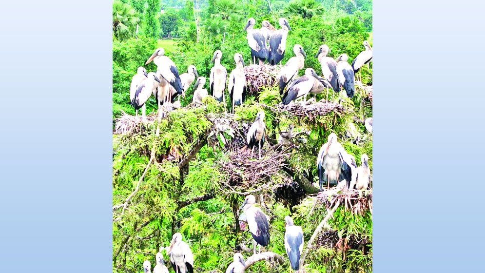 শামুকখোলের ঠিকানা কানাইপুকুর