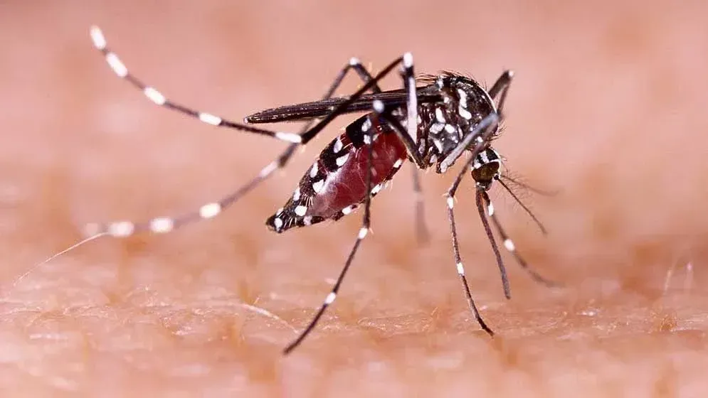 ডেঙ্গুতে আরও ৬ মৃত্যু, হাসপাতালে ১৯৪৮ জন