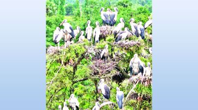 শামুকখোলের ঠিকানা কানাইপুকুর