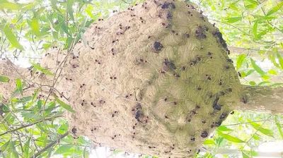 ভিমরুলের চাকে খোঁচা, কামড়ে প্রাণ গেল ২ শিশুর