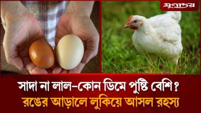 কোন ডিমে পুষ্টিগুণ বেশি, লাল ডিম নাকি সাদা ডিম?