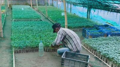 কমলগঞ্জের টমেটো চারা যাচ্ছে নানা প্রান্তে