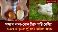 কোন ডিমে পুষ্টিগুণ বেশি, লাল ডিম নাকি সাদা ডিম?