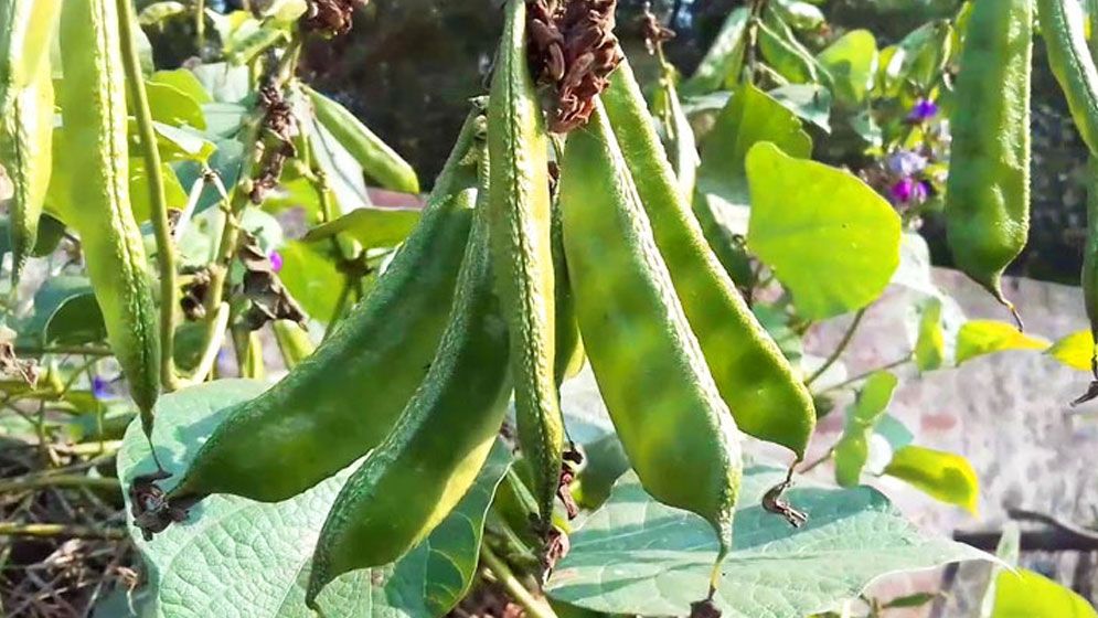 শিম ২০০ টাকা কেজি